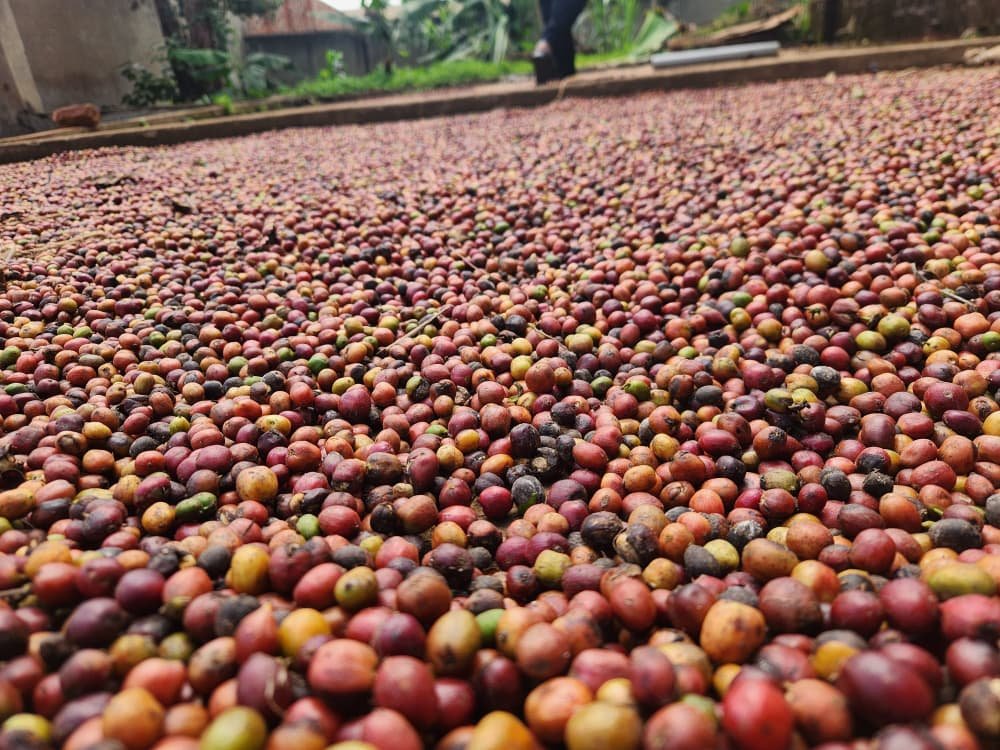 Freshly harvested coffee cherries spread out for drying